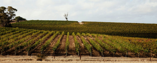 James Suckling 2018 Tasting Report