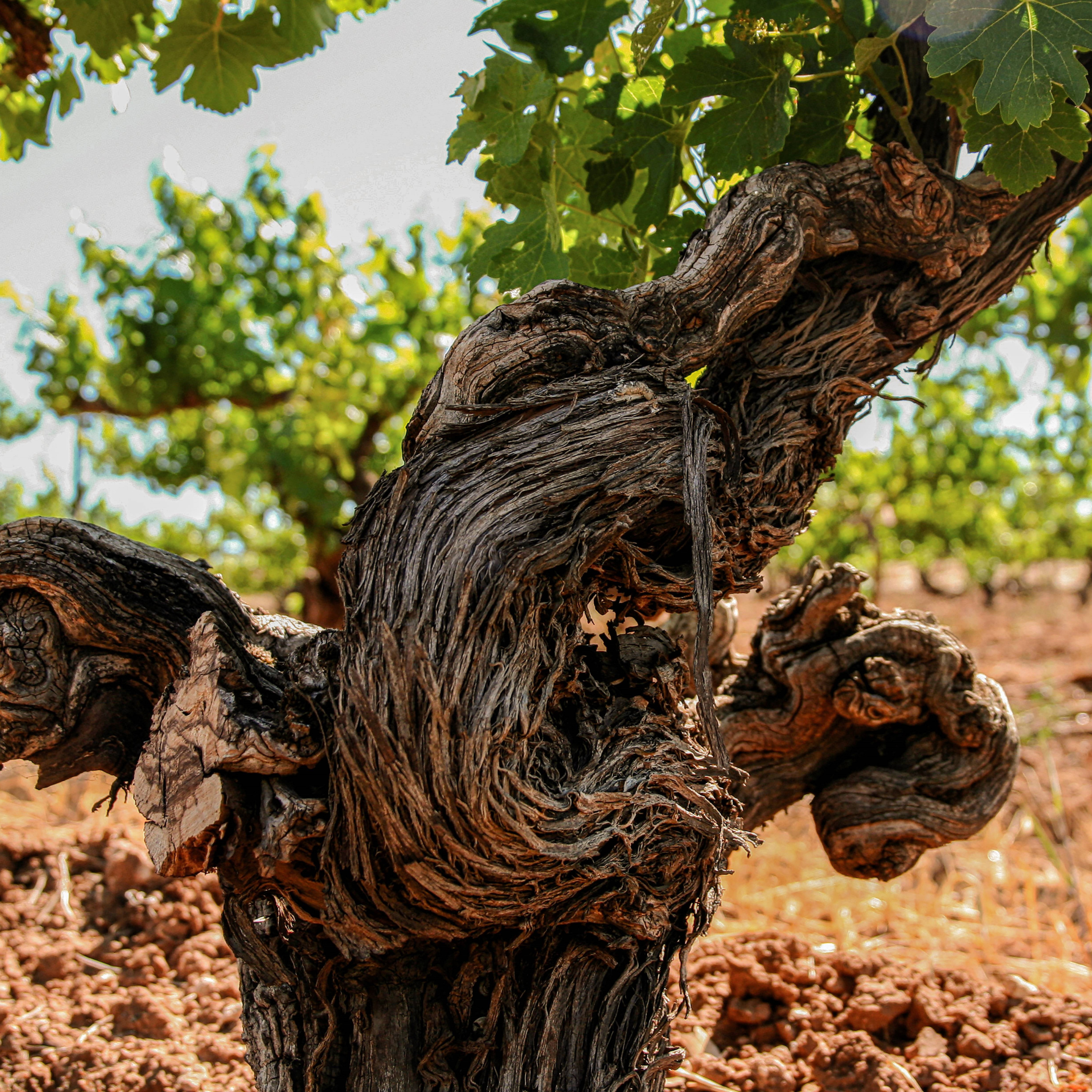 Why Are Wine Lovers So Obsessed with Old Vines?