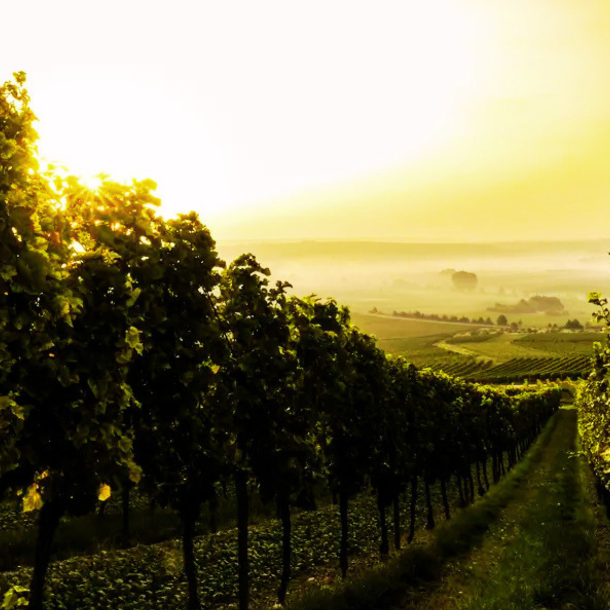 Clare Valley’s secret weapon