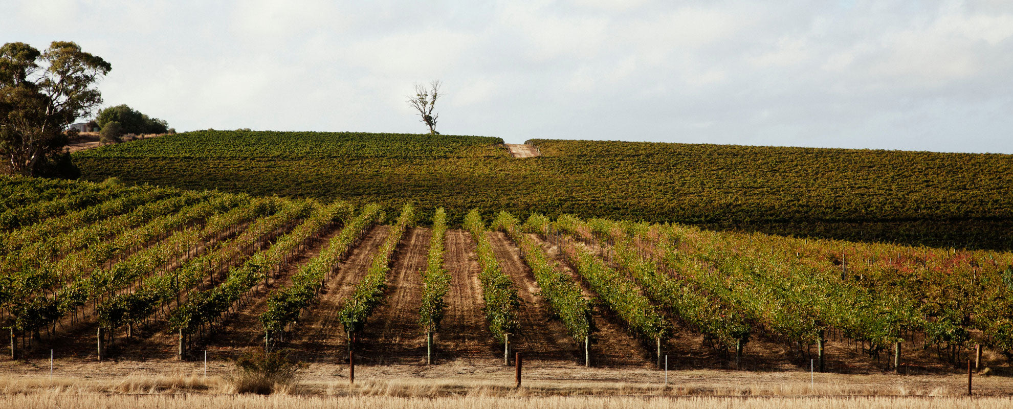 James Suckling 2018 Tasting Report