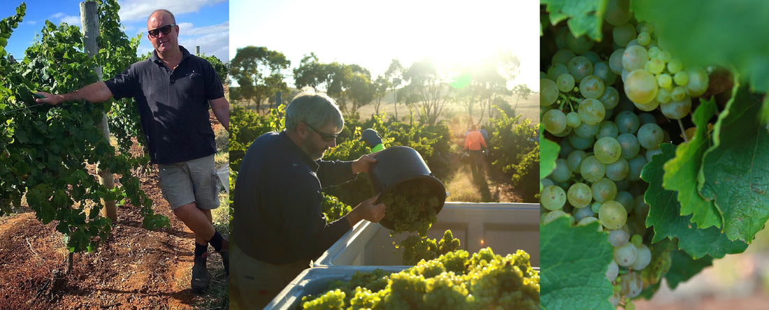 2017 Vintage Update - Kevin Mitchell, Chief Winemaker