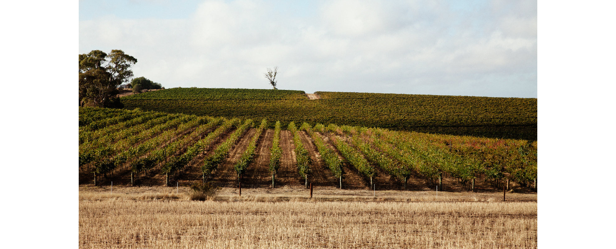 2018 James Halliday Wine Companion Results