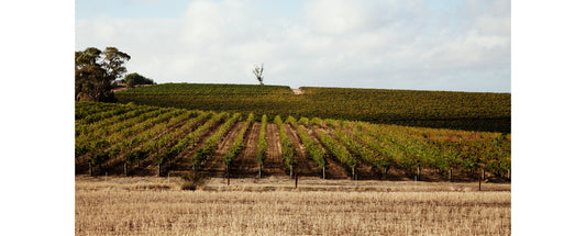 2017 Vintage Ends on a high  - Excellent Harvest Quality Achieved